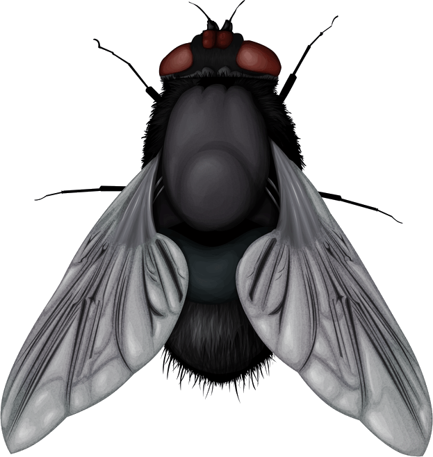 Fly PNG Pic
