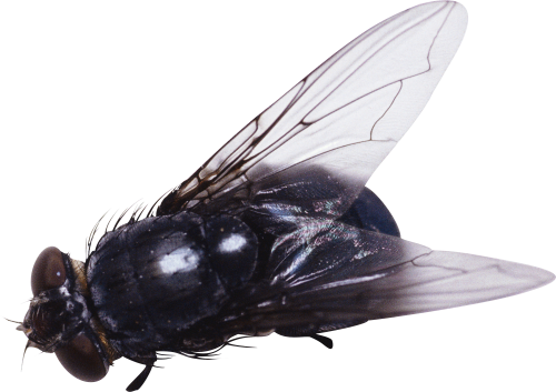 Fly PNG Picture