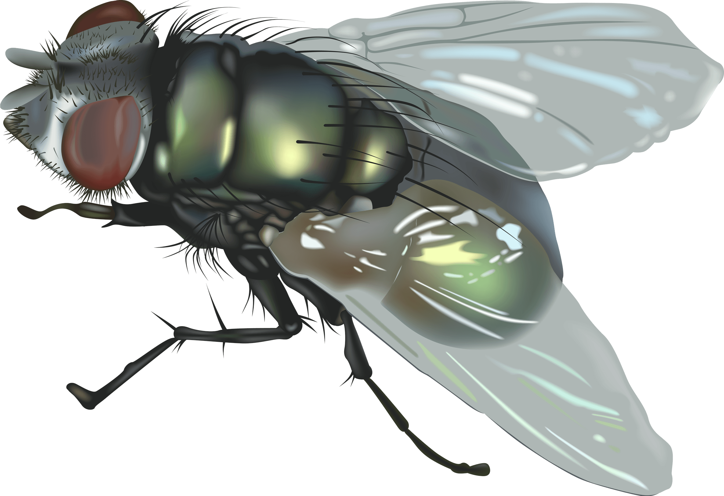 Fly Transparent Images
