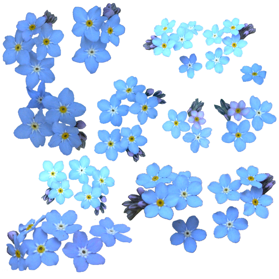 Forget Me Not PNG Download Image