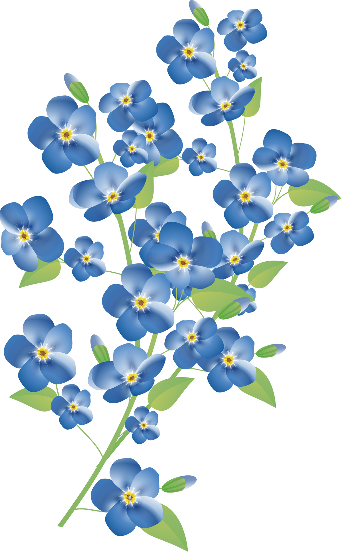 Forget Me Not PNG Pic