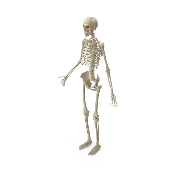 Full Body Skeleton Free PNG Image