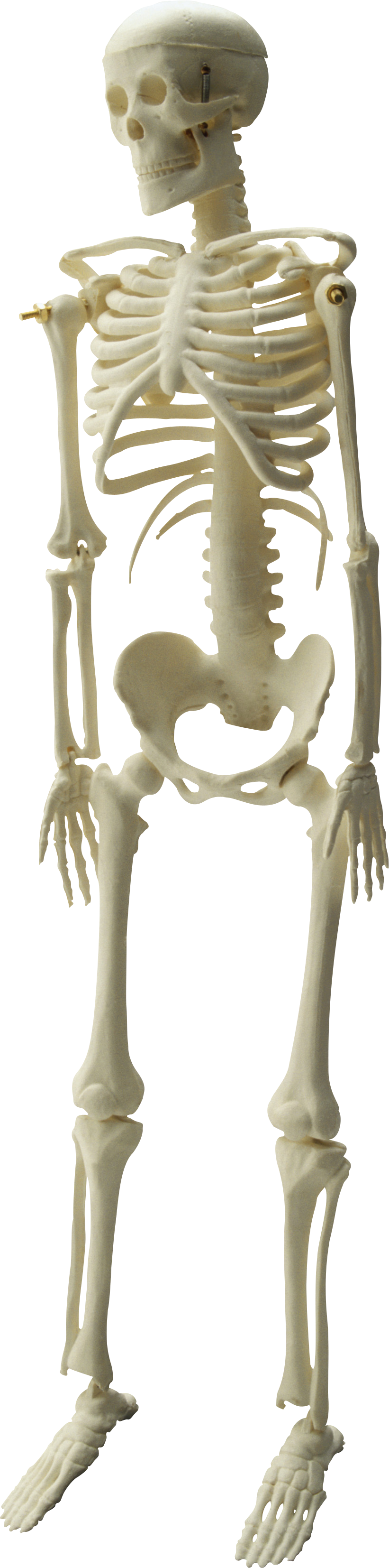 Skeleton Tubuh Penuh PNG Latar Belakang Gambar