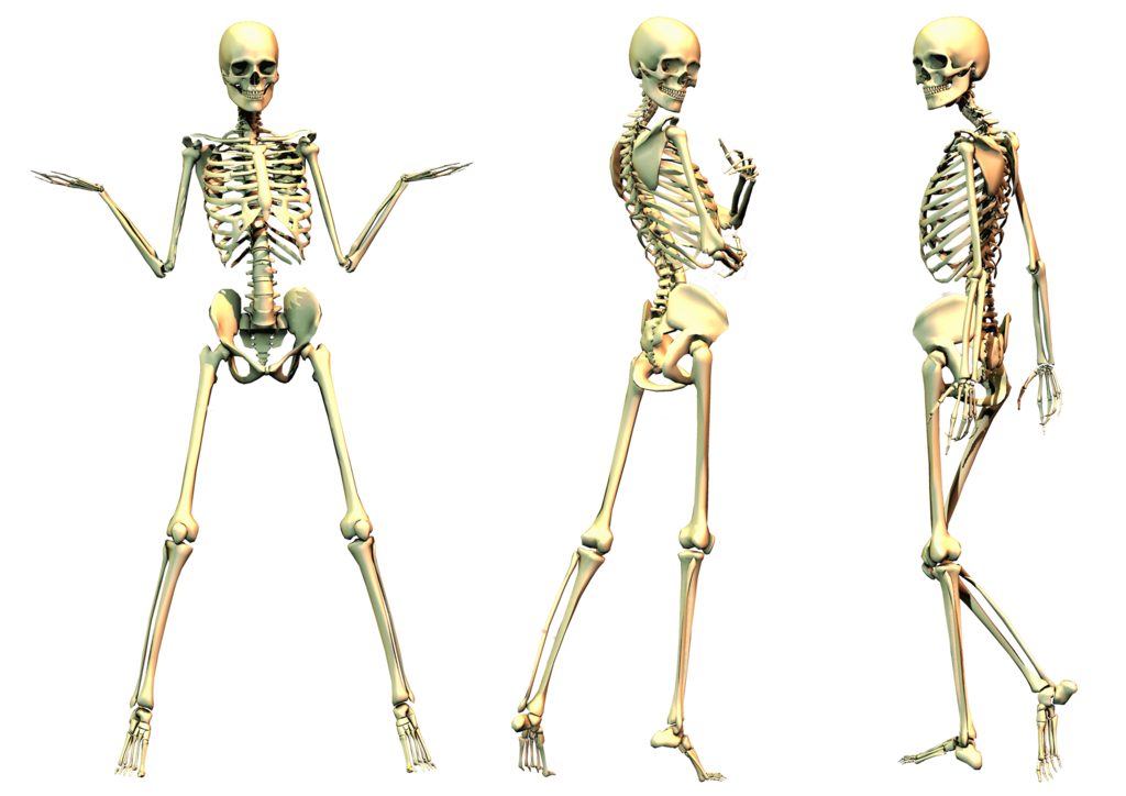 Full Body Skeleton PNG Download Image