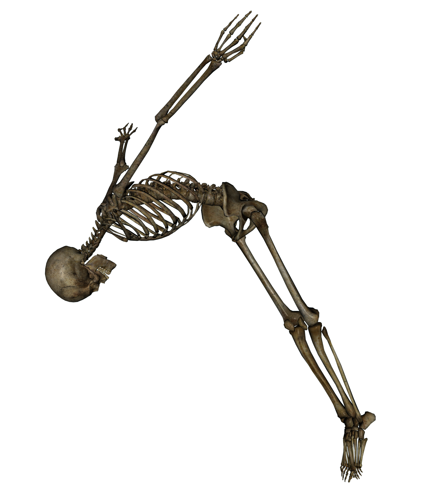 Full Body Skeleton PNG Image Background
