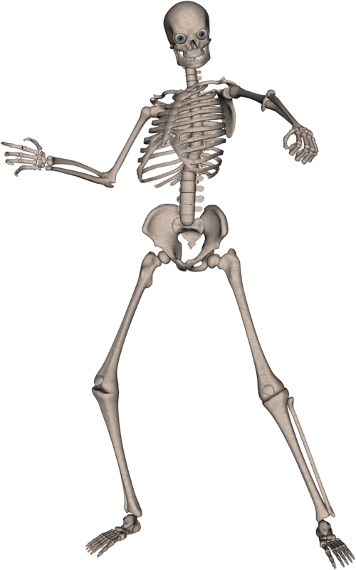Gambar PNG Skeleton Tubuh Penuh