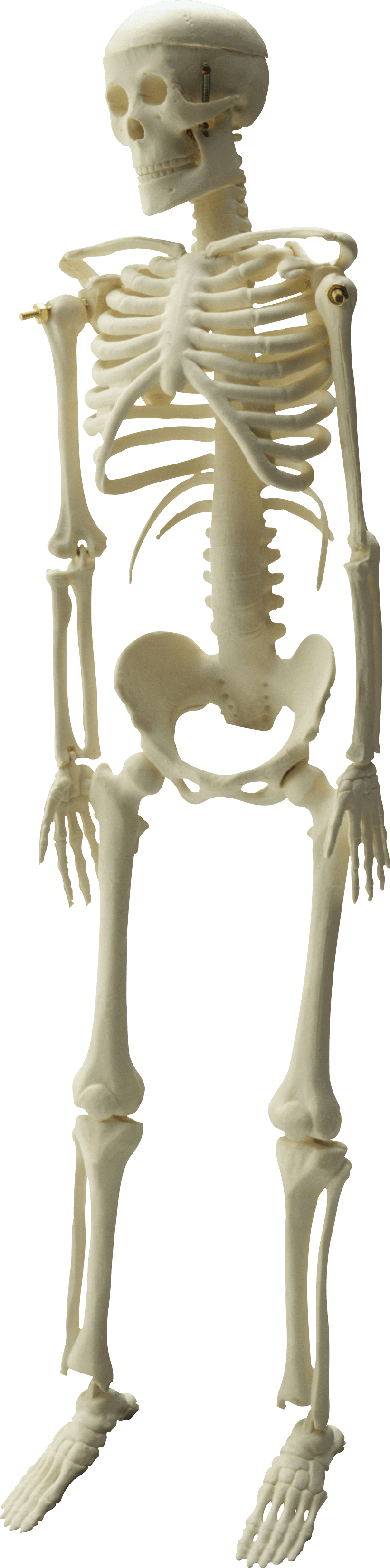 الهيكل العظمي الجسم الكامل PNG صورة شفافة