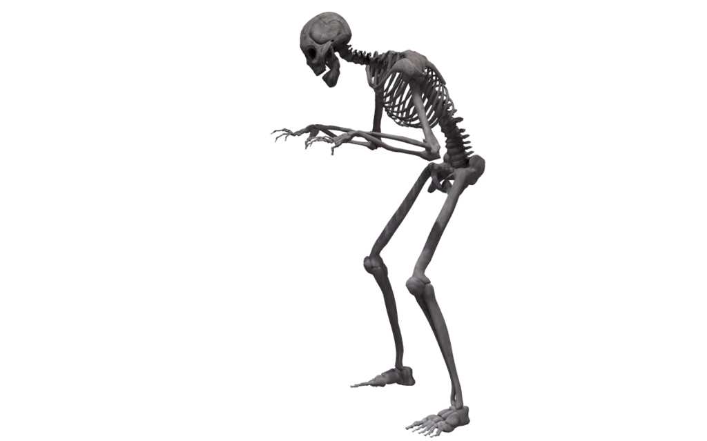 Полное тело скелет прозрачный фон PNG