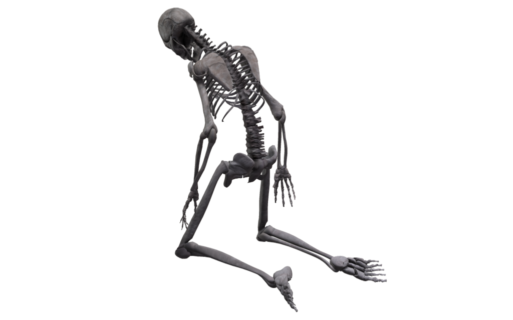 Full Body Skeleton Transparent Images