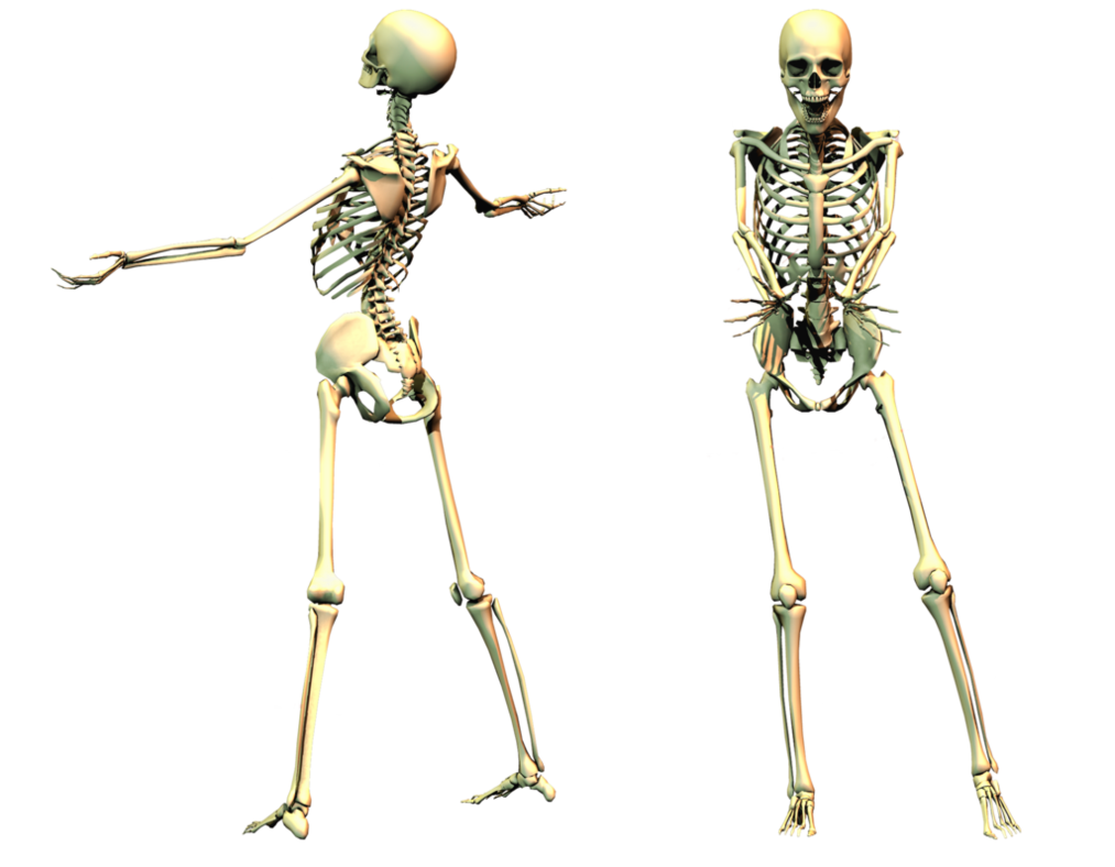 Cuerpo completo esqueleto Transparente