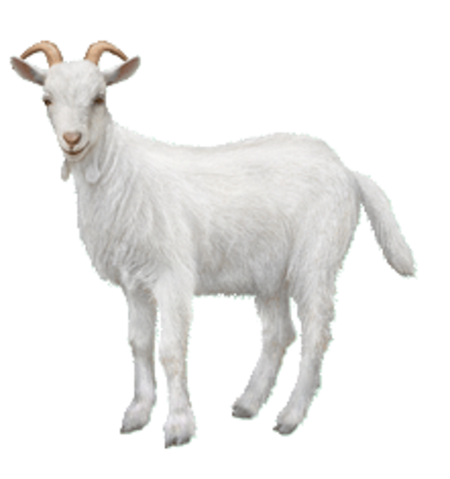 Goat PNG Background Image