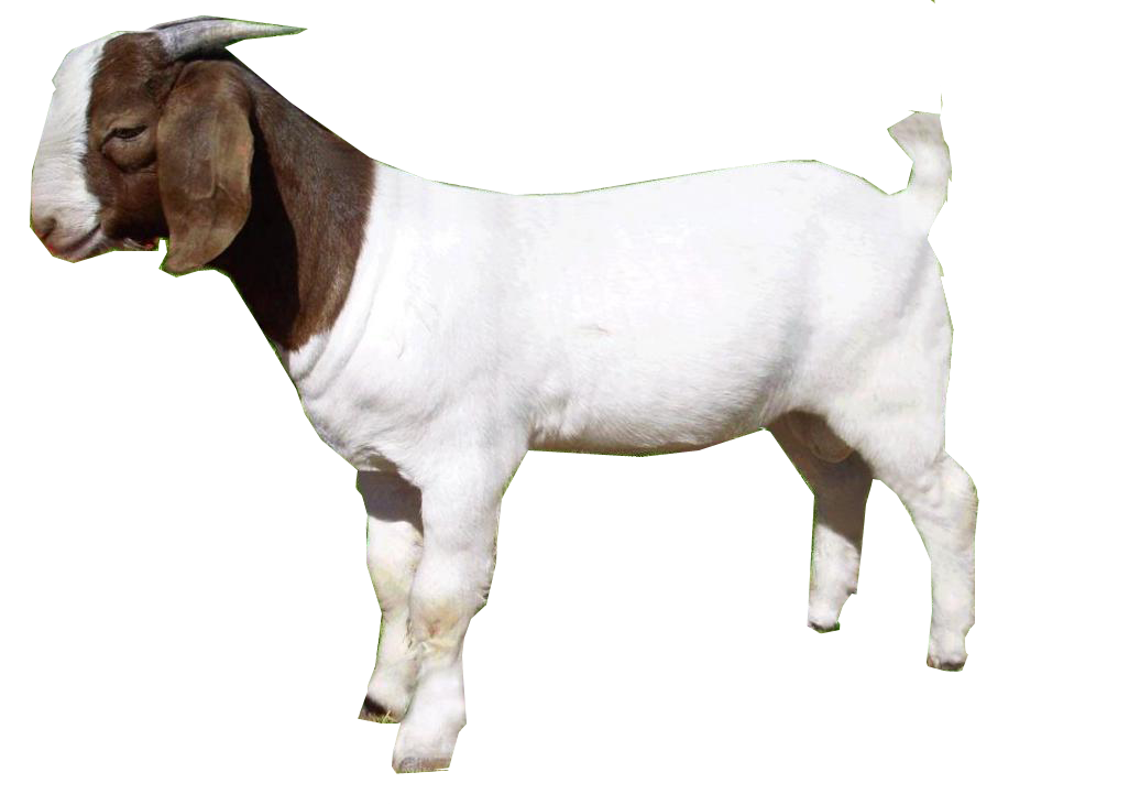 Goat PNG Free Download