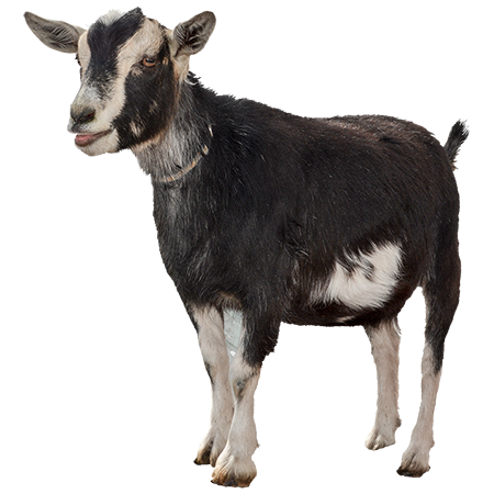 Goat PNG High-Quality Image