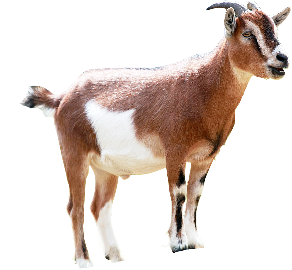 Goat PNG Image Transparent Background