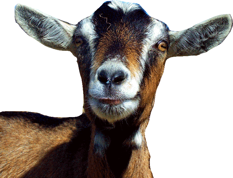 Goat PNG Picture