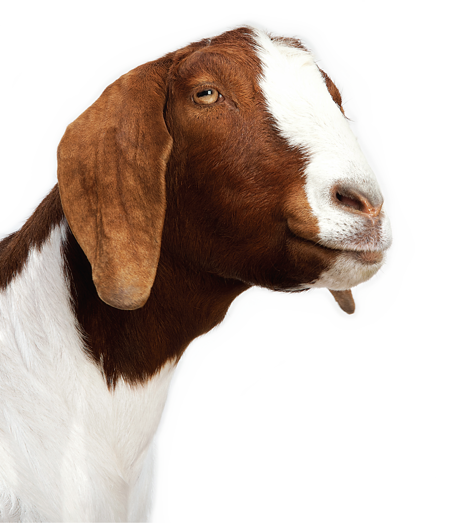 Goat Transparent Background PNG