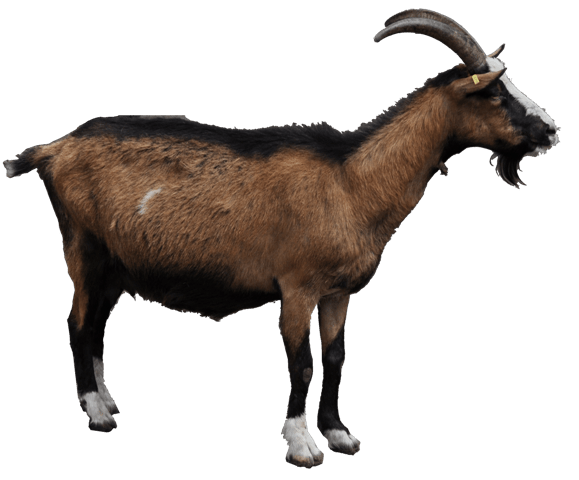 Goat Transparent Images