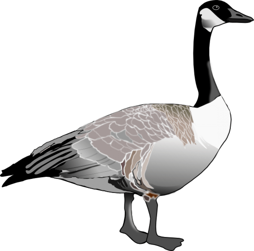 Goose PNG High-Quality Image