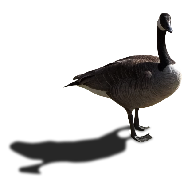Goose PNG Transparant Beeld