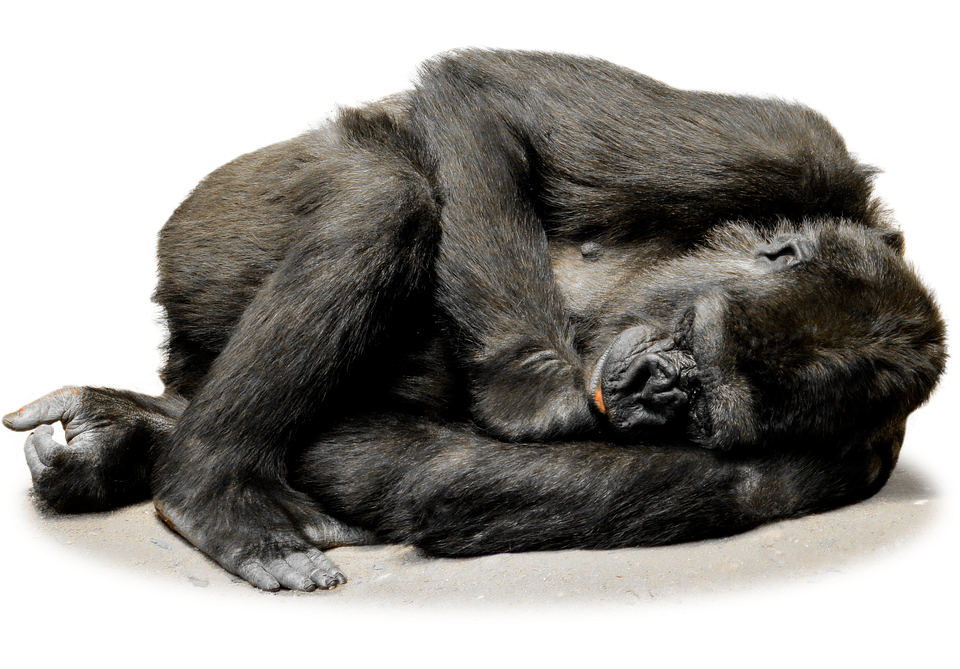 Gorilla PNG مجاني صورة