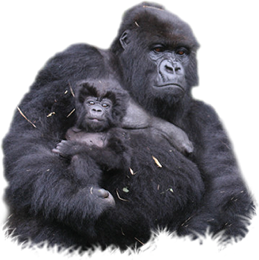 Gorilla PNG صورة خلفية