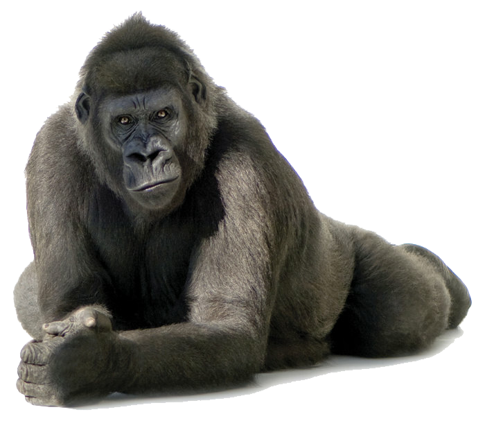 Gorilla PNG Transparent Image