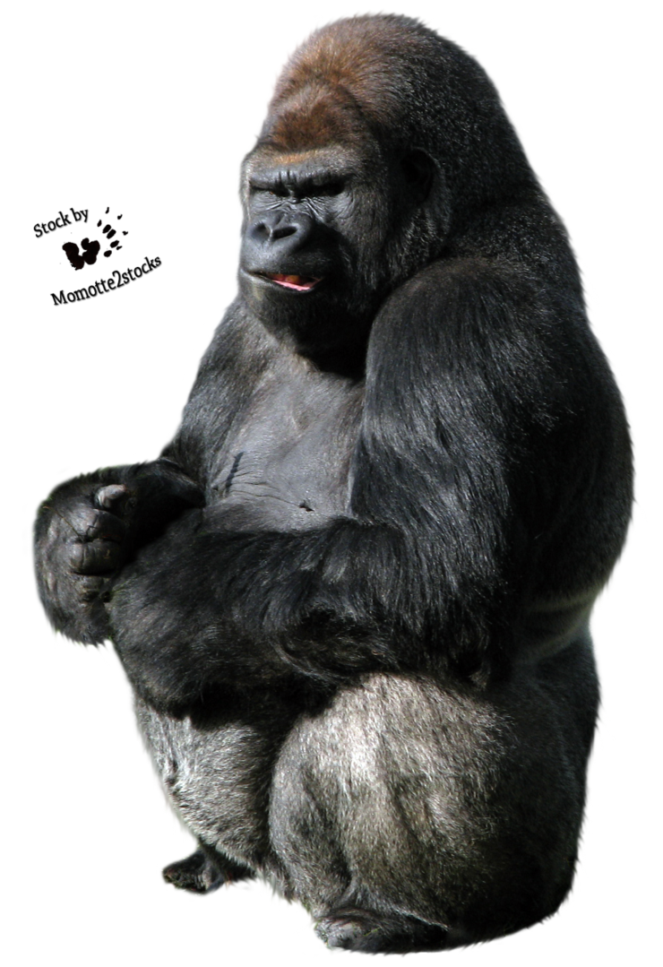 gorilla الصور الشفافة