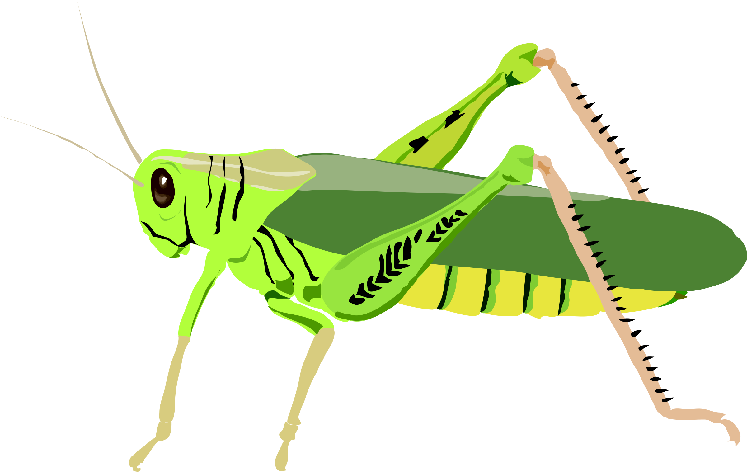 Grasshopper Download Transparent PNG Image