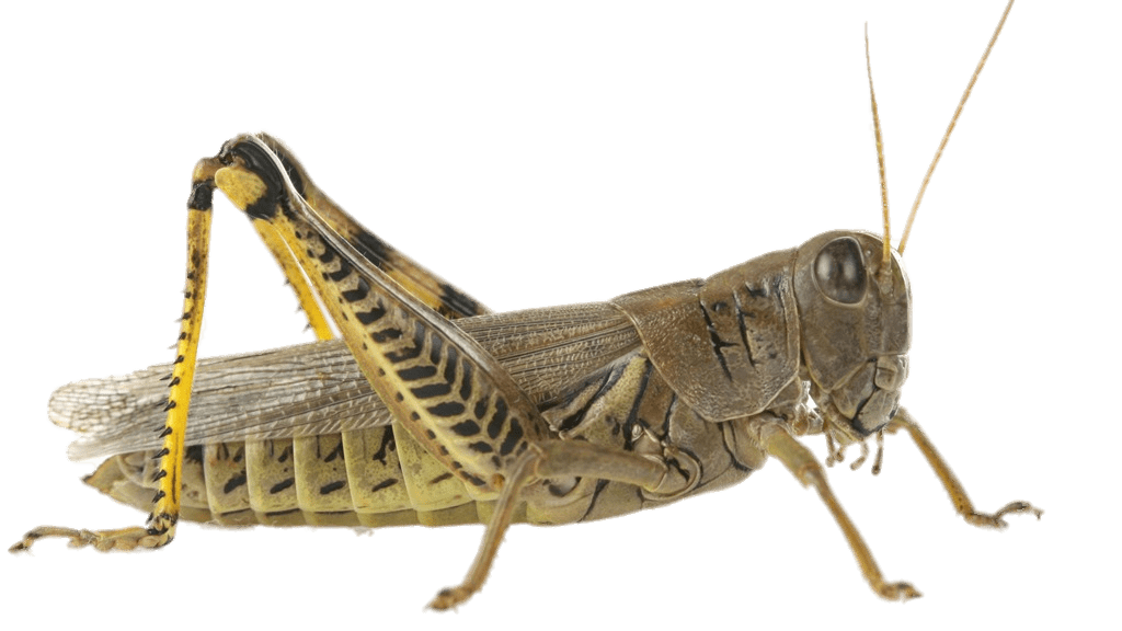 Grasshopper PNG Background Image