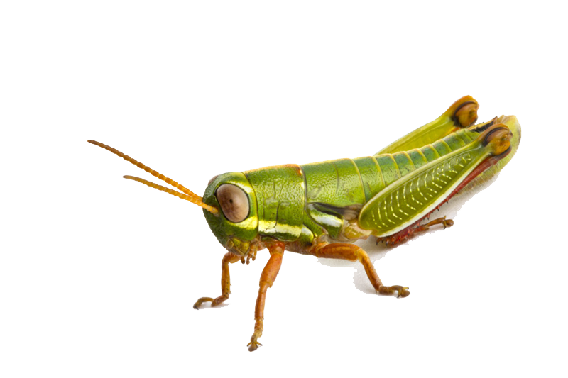 Grasshopper PNG High-Quality Image