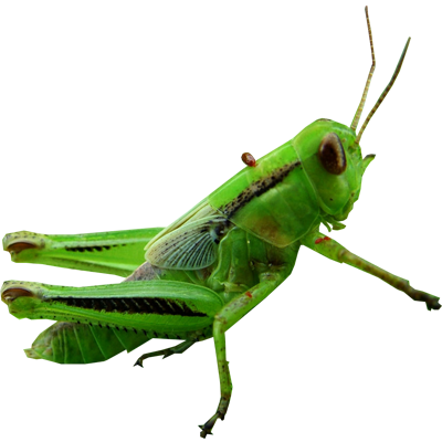 Grasshopper PNG-foto