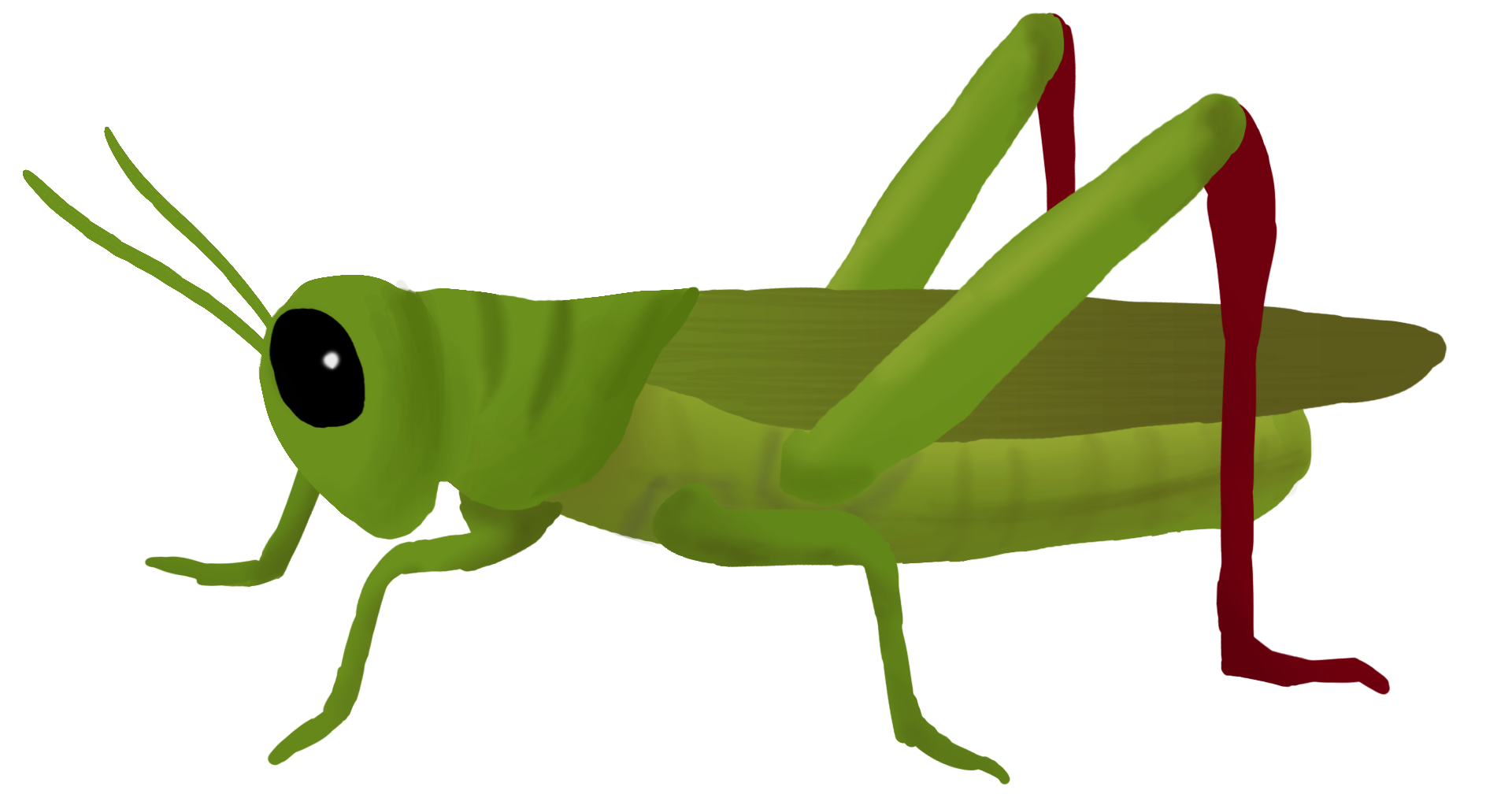 Grasshopper PNG Pic