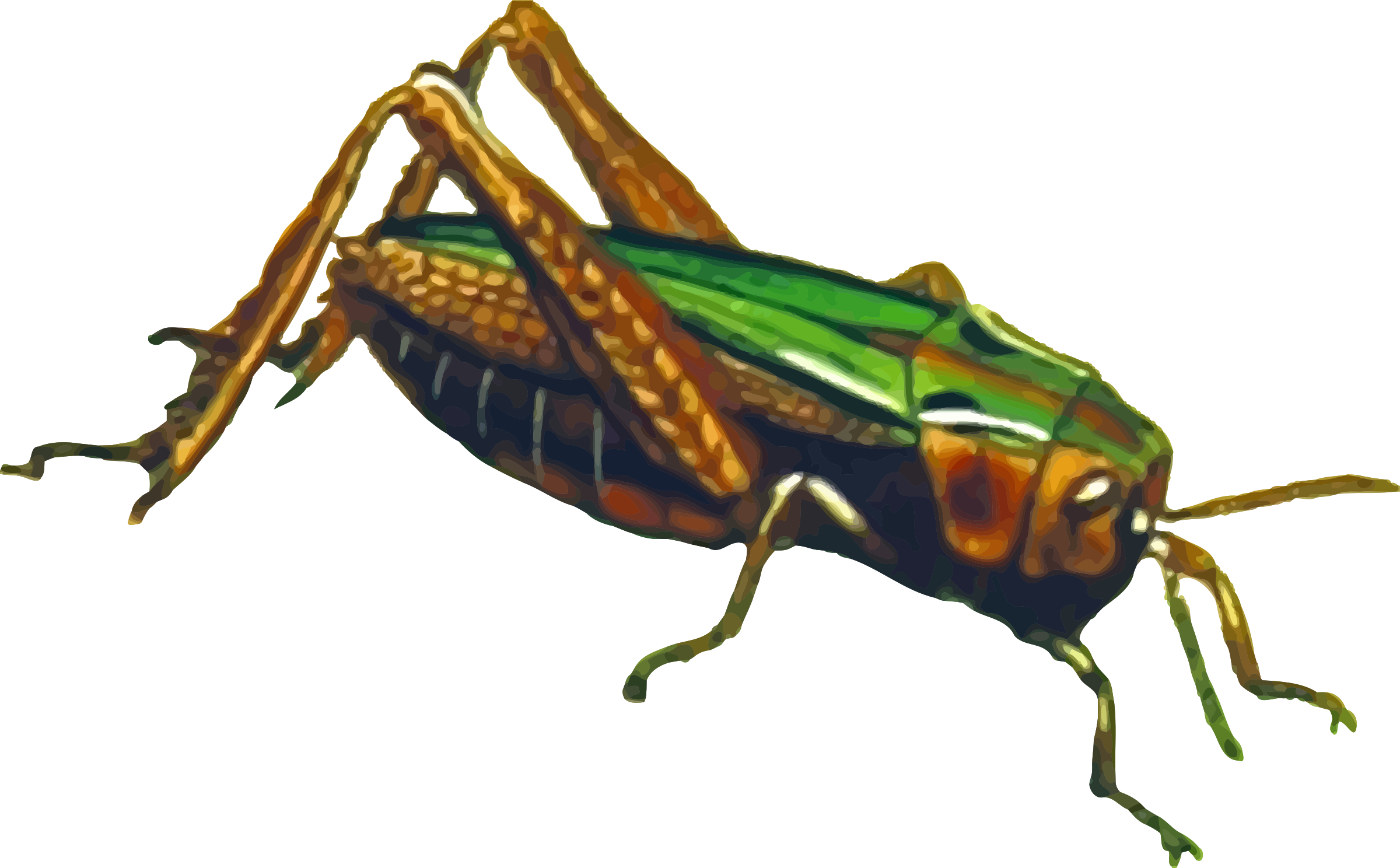 Grasshopper PNG Picture