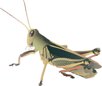 Grasshopper PNG Transparent Image