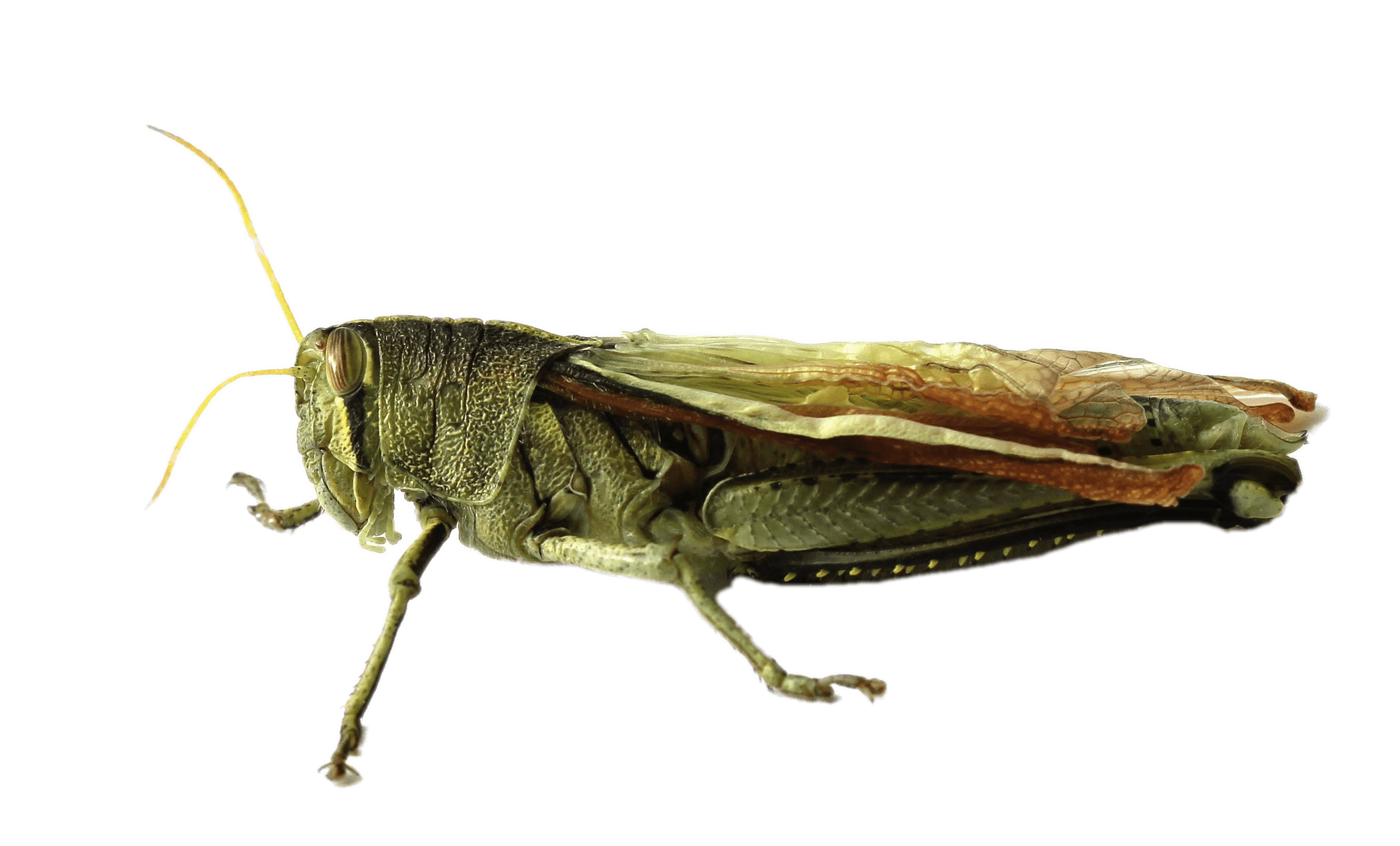 Grasshopper Transparent Background PNG