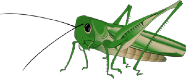 Grasshopper Transparent Image
