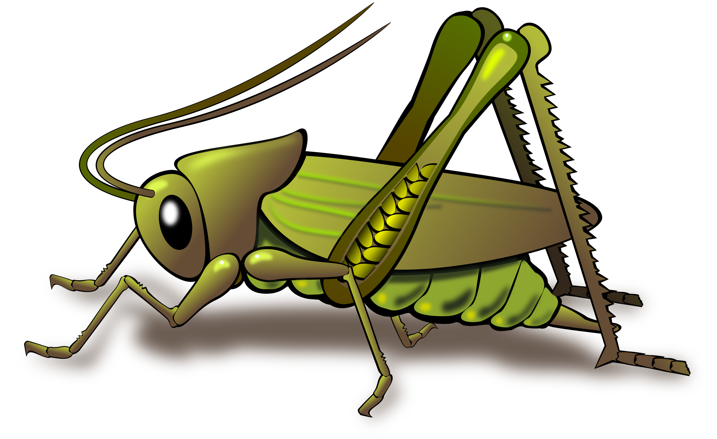Grasshopper Transparent Images
