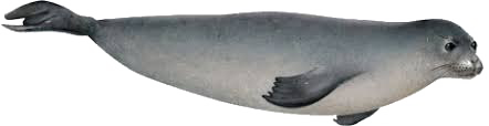 Harbor Seal Download Transparent PNG Image