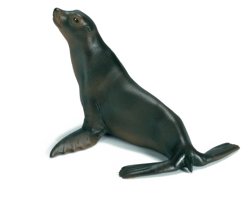 Harbor Seal Free PNG Image