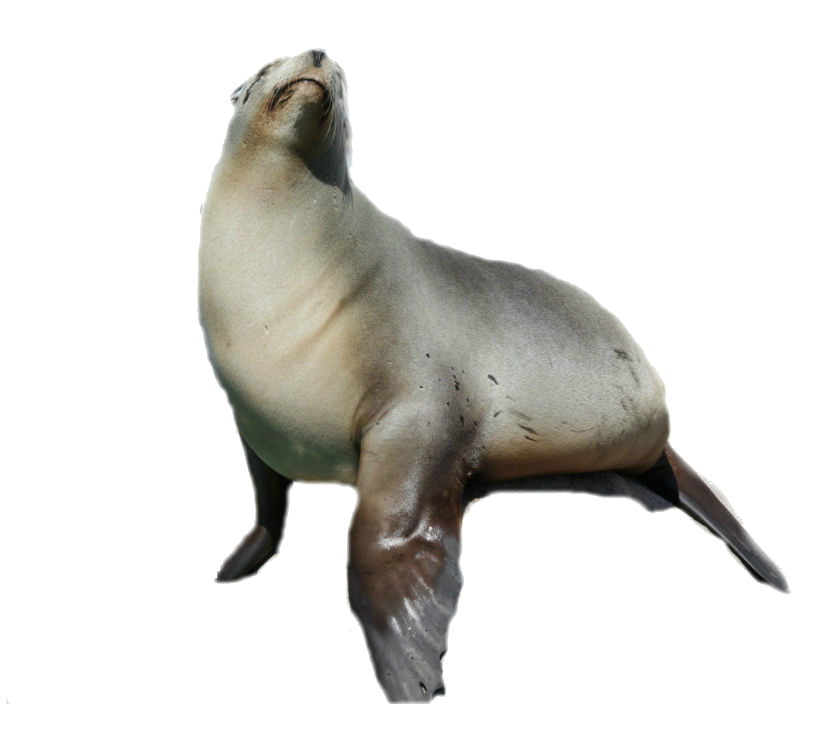 Harbor Seal PNG Image Transparent
