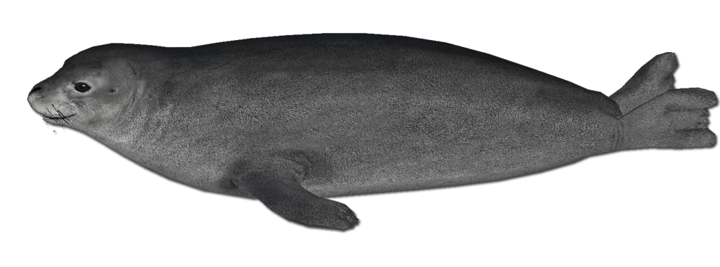 Harbor Seal PNG Picture