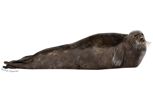 Harbor Seal PNG Transparent Image