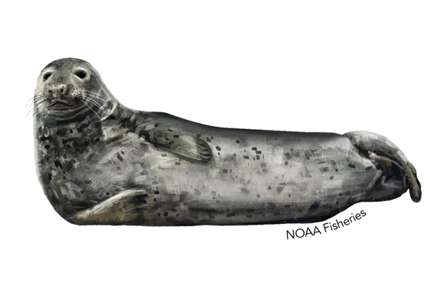 Harbor Seal Transparent Image