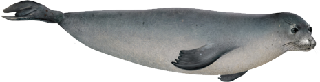 Harbor Seal Transparent