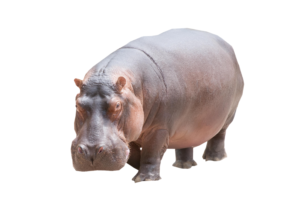 Hippo Download Transparent PNG Image