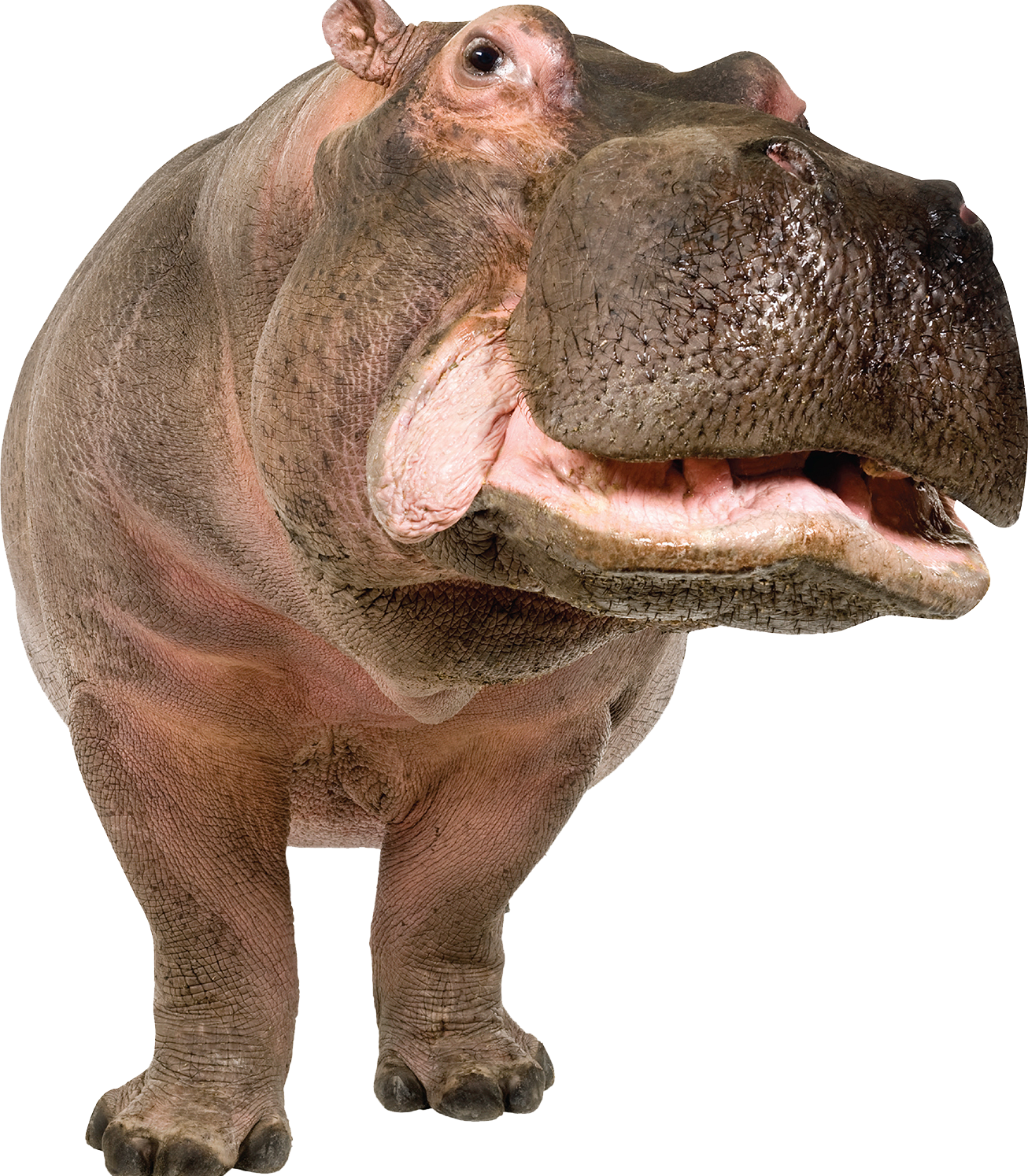 Hippo Free PNG Image