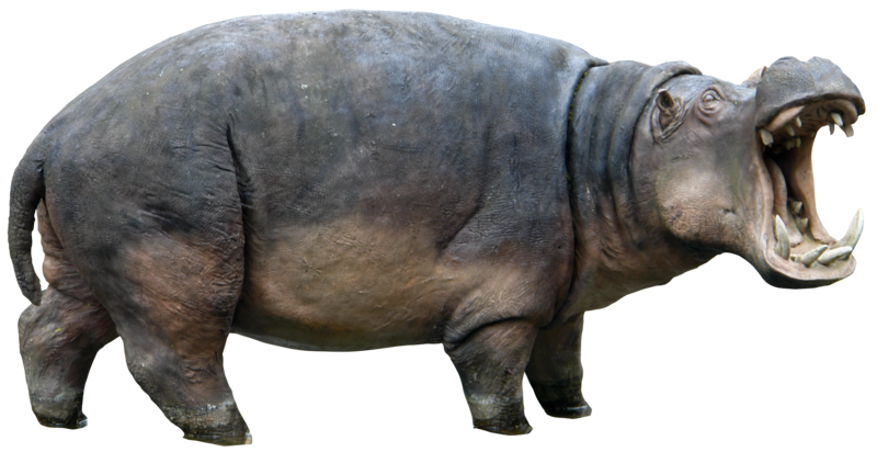 Hippo PNG High-Quality Image