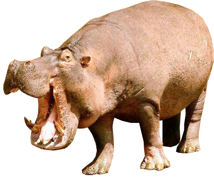 Hippo PNG Image Background