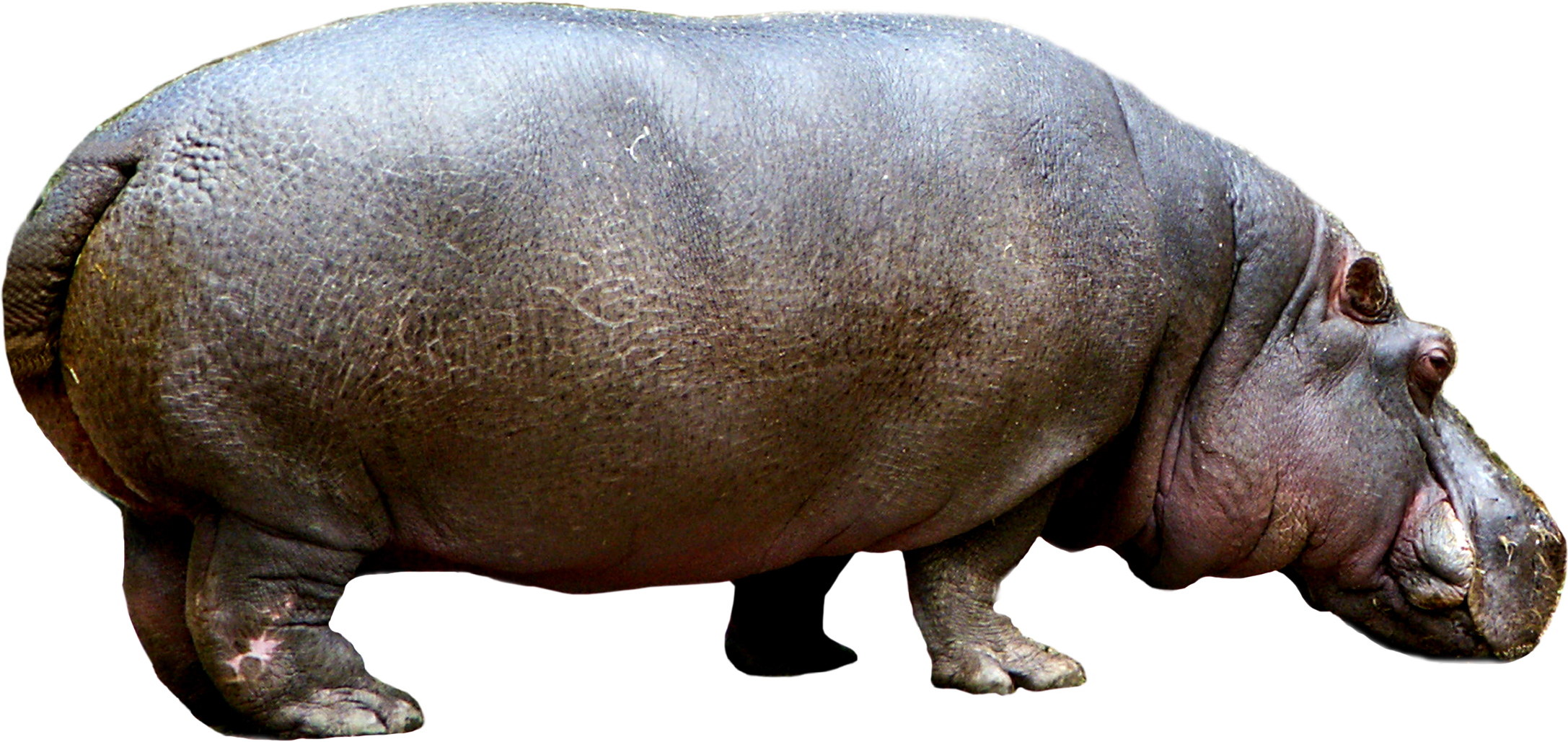 Hippo PNG Image Transparent Background
