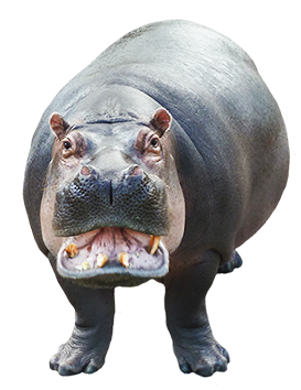 Hippo PNG Image